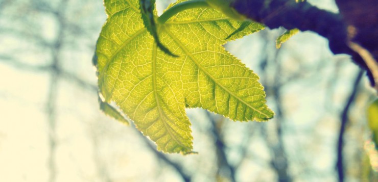 Leaves in autumn forest